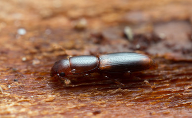 Rhizophagus nitidulus on wood