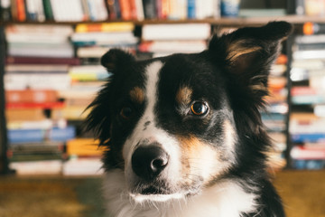 Smart Border Collie