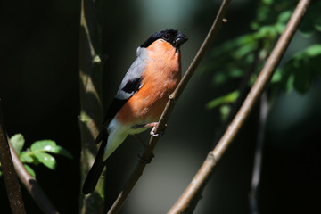 M&auml;nnlicher Gimpel / Dompfaff