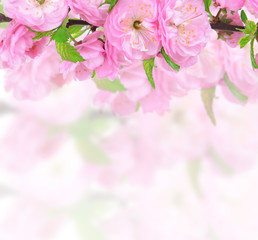 Fototapeta na wymiar Beautiful flowers background