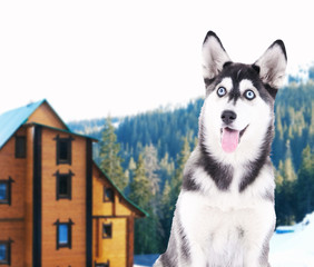 Dog guarding private property