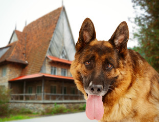 German shepherd dog guarding private property