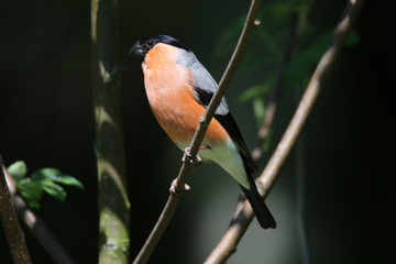Gimpel / Dompfaff Männchen