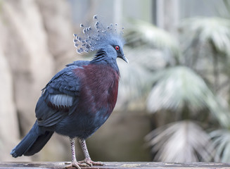 Victoria Crowned Pigeon 2