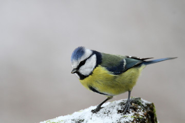 Blaumeise im Schnee