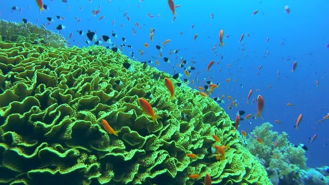 school of fish Sea goldie (Pseudanthias squamipinnis) and Bicolor Damselfish (Chromis dimidiata) floating over bright Mushroom Leather Coral (Sarcophyton trocheliophorum) Red sea,  Egypt         
