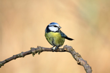 Obraz premium Blaumeise auf einem Zweig