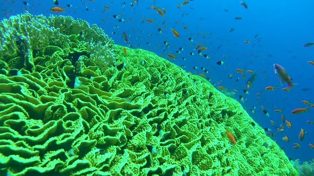 school of fish Sea goldie (Pseudanthias squamipinnis) and Bicolor Damselfish (Chromis dimidiata) floating over bright Mushroom Leather Coral (Sarcophyton trocheliophorum) Red sea, Egypt         
