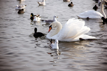  Swans and  gull in the lake
