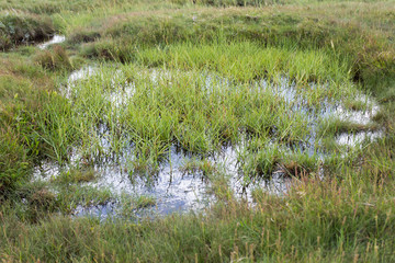 feuchte Salzwiese