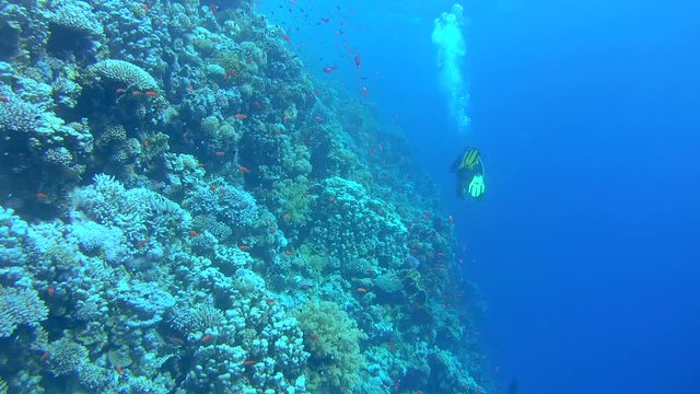 scubadiver swims near coral reef in Red sea, Sharm El Sheikh, Sinai Peninsula, Egypt         
