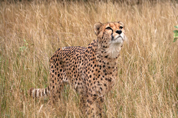 Young  Cheetah