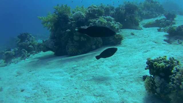 Trumpetfish or Stickfish (Aulostomus chinensis) swimming over a sandy bottom between reefs, Red sea, Sharm El Sheikh, Sinai Peninsula, Egypt
