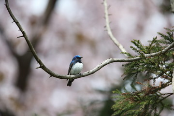 オオルリ,スズメ目,ヒタキ科,オオルリ属