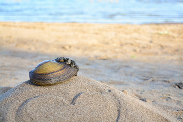Fototapeta na wymiar mussels on the sand on the beach with love