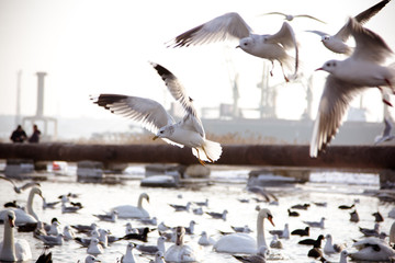  Swans and  gull in the lake