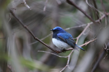 オオルリ,スズメ目,ヒタキ科,オオルリ属