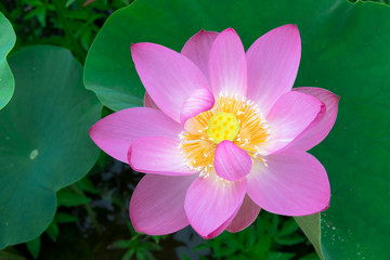 蓮の花　ピンク