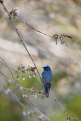 オオルリ,スズメ目,ヒタキ科,オオルリ属