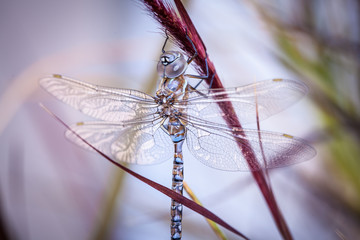 Dragon Fly Resting