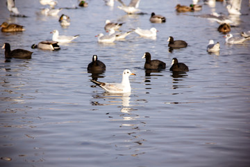  Swans and  gull in the lake