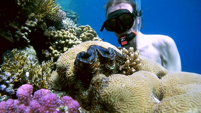 snorkeling - man dives close to the reef and look at the maxima clam or small giant clam (Tridacna Maxima) in coral reef