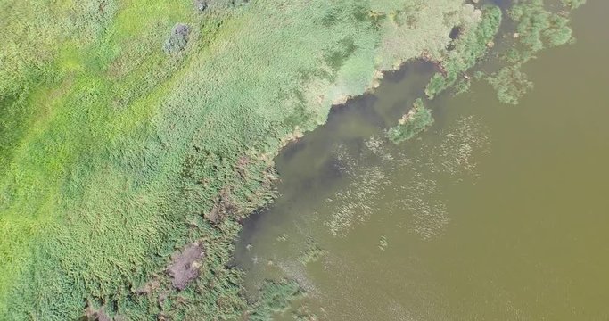 Flying over the river bank with reeds and tall grass