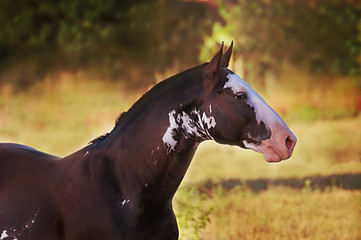 Portrait of a horse in Argentina