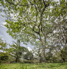 traditional colombian tree from santander called ceiba