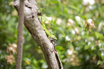 anole on kiwi branch