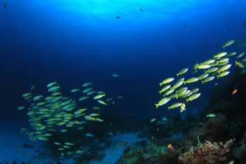 Obraz na płótnie Canvas Coral reef fish