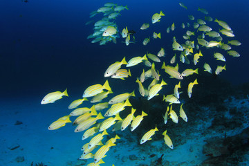 Fototapeta na wymiar Coral reef fish