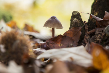 Mushroom between leaves in autumn