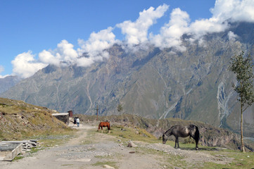 Fototapeta na wymiar Horses at the mountains