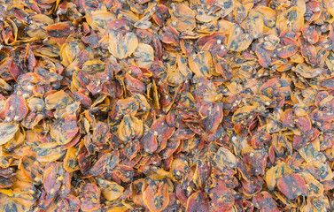 background of little fish on the dish. top view.