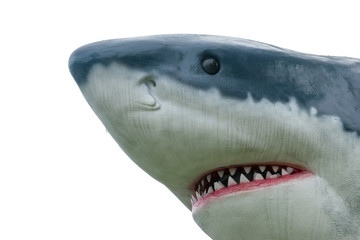 Naklejka premium the isolated of head's shark