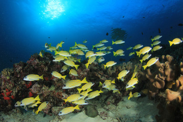 Obraz na płótnie Canvas Fish coral reef