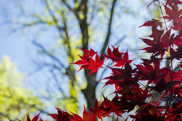 Red Mapel leaf