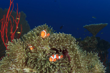Fototapeta na wymiar Clownfish anemonefish fish anemone
