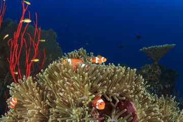 Clownfish anemonefish fish anemone