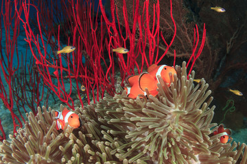 Clownfish anemonefish fish anemone