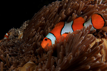Naklejka na ściany i meble Clownfish anemonefish fish anemone