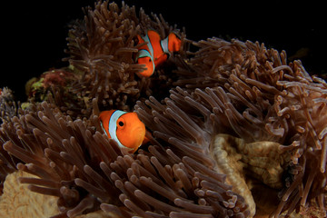Naklejka na ściany i meble Clownfish anemonefish fish anemone