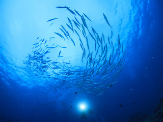 Fototapeta na wymiar Fish school Barracudas