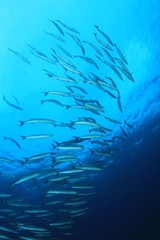 Fish school Barracudas