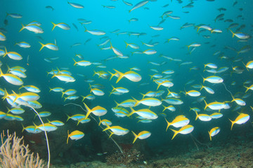 Fototapeta na wymiar Fish school coral reef
