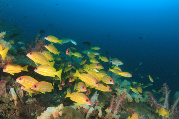 Naklejka na ściany i meble Fish school coral reef