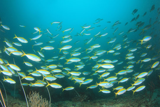 Fish coral reef