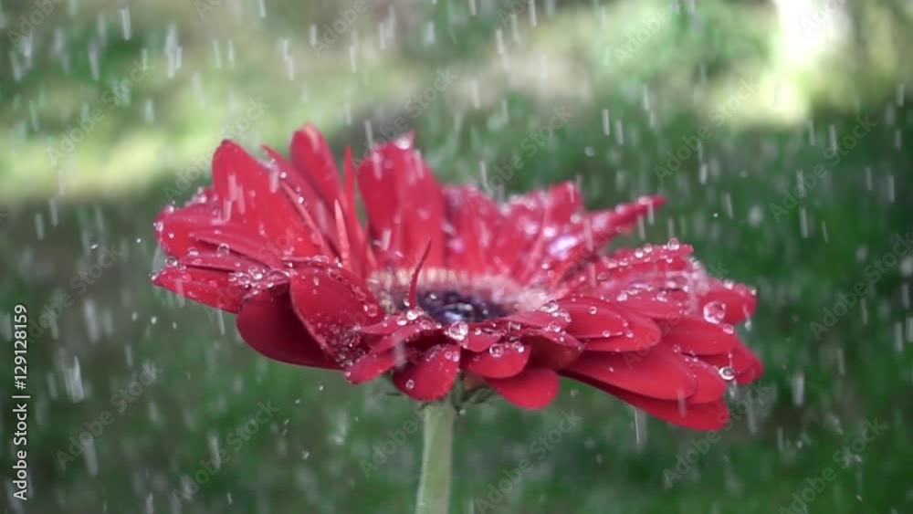 Poster droplet on a red gerbera flower petal while raining. red daisy gerbera with waterdrops. slow motion