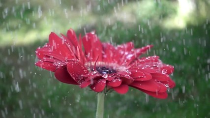 Droplet on a red gerbera flower petal while raining. Red daisy gerbera with waterdrops. Slow motion
 - Powered by Adobe
